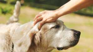 4 Rady jak železo psa tak, aby nezpůsobily její nepohodlí